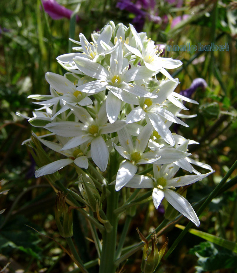 Ornithogalum atticum (Boiss.), PARNITHA-1