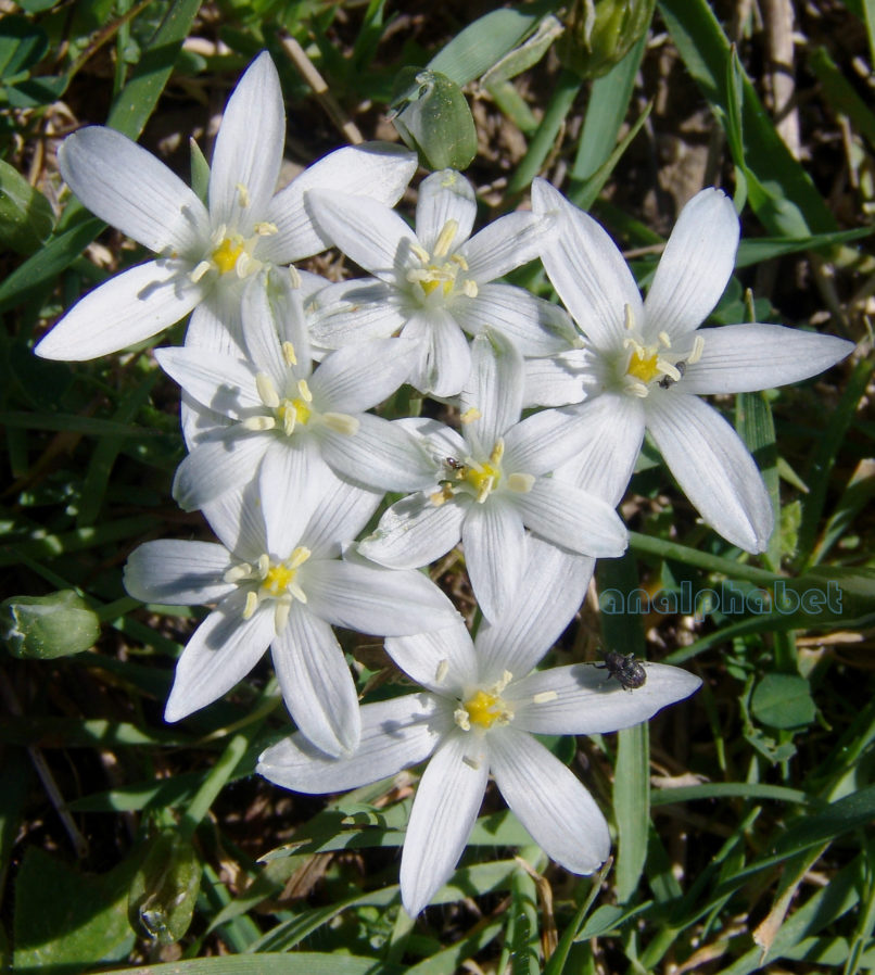 Ornithogalum atticum (Boiss.), PARNITHA-2