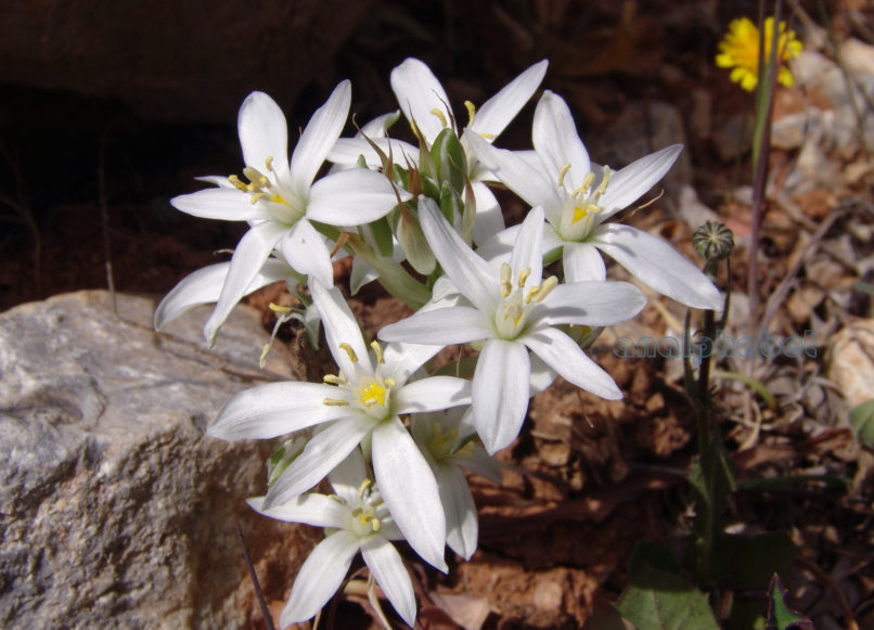 Ornithogalum atticum (Boiss.), PARNITHA-3