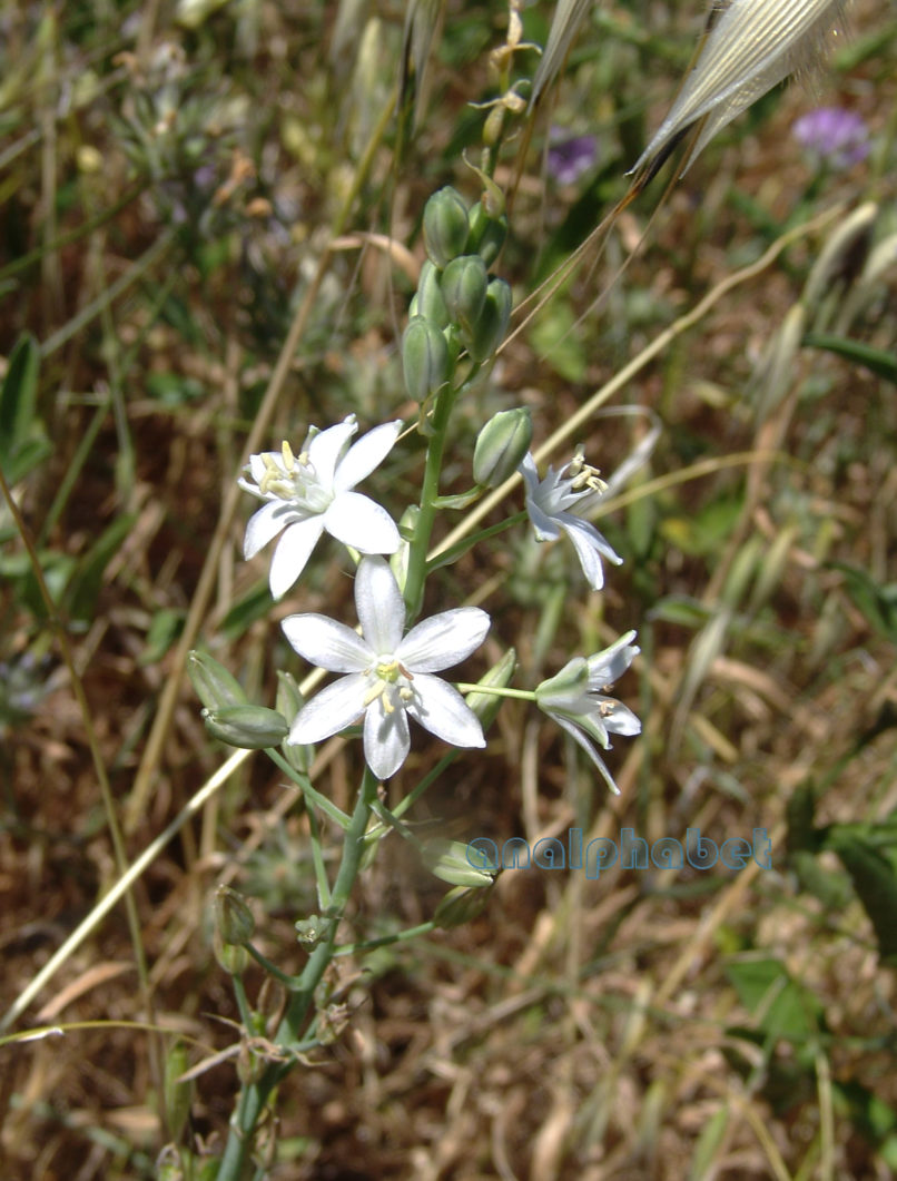 Ornithogalum narbonense (L.) [O. pyramidale], ATTIKA-KYNOSOURA-1