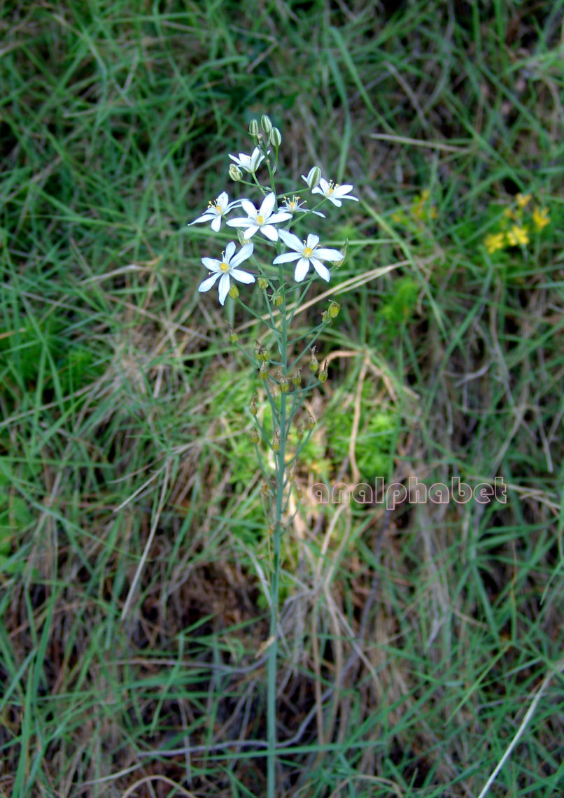 Ornithogalum narbonense (L.) [O. pyramidale], PARNITHA-1