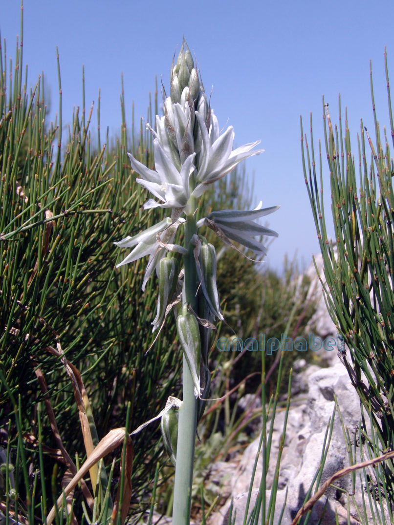 Ornithogalum nutans (L.), PARNITHA-1