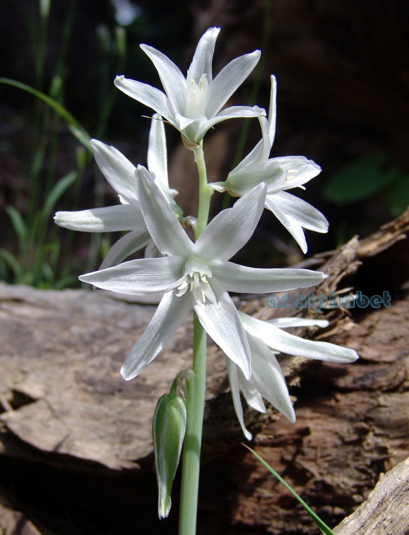 Ornithogalum nutans (L.), PARNITHA-2