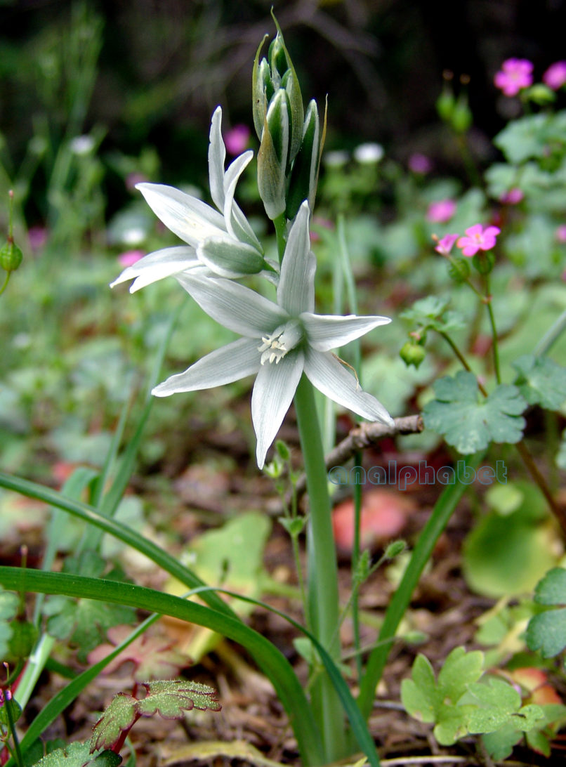 Ornithogalum nutans (L.), PARNITHA-3