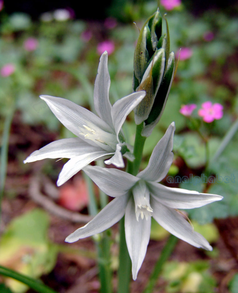 Ornithogalum nutans (L.), PARNITHA-4