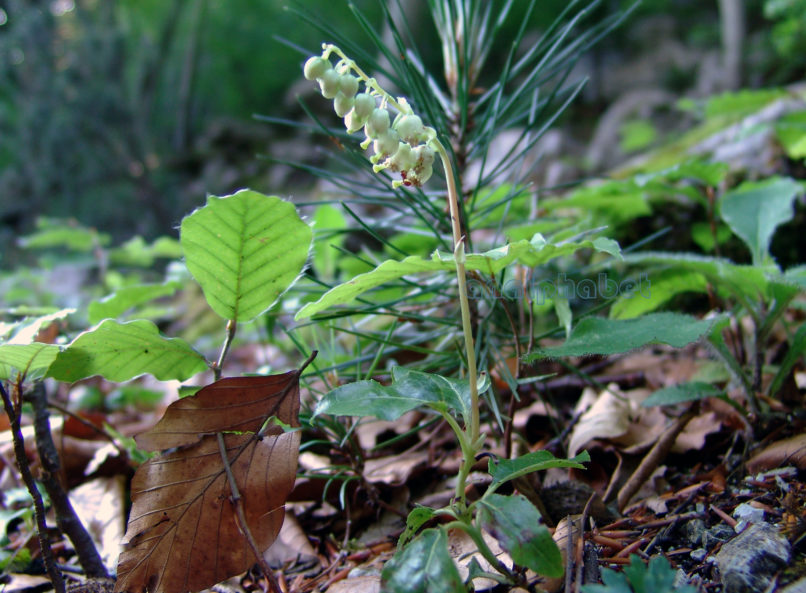 Orthilia secunda (L.) [Pyrola secunda], OLYMPOS-1