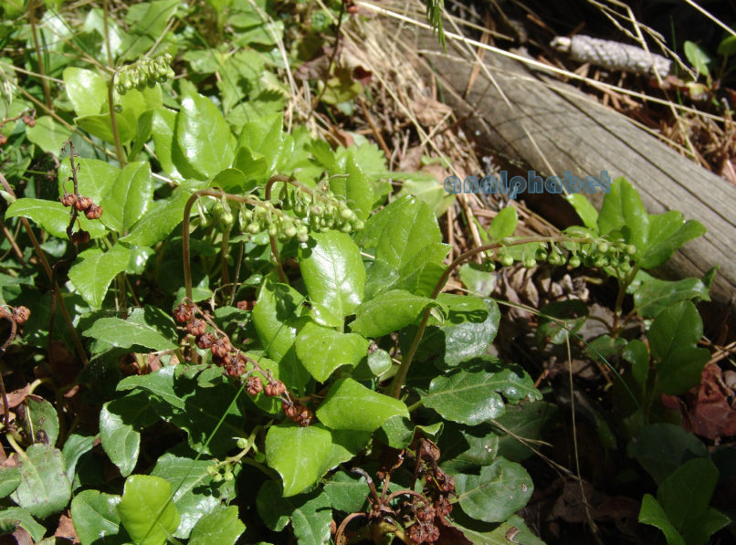 Orthilia secunda (L.) [Pyrola secunda], OLYMPOS-2