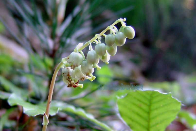 Orthilia secunda (L.) [Pyrola secunda], OLYMPOS-3