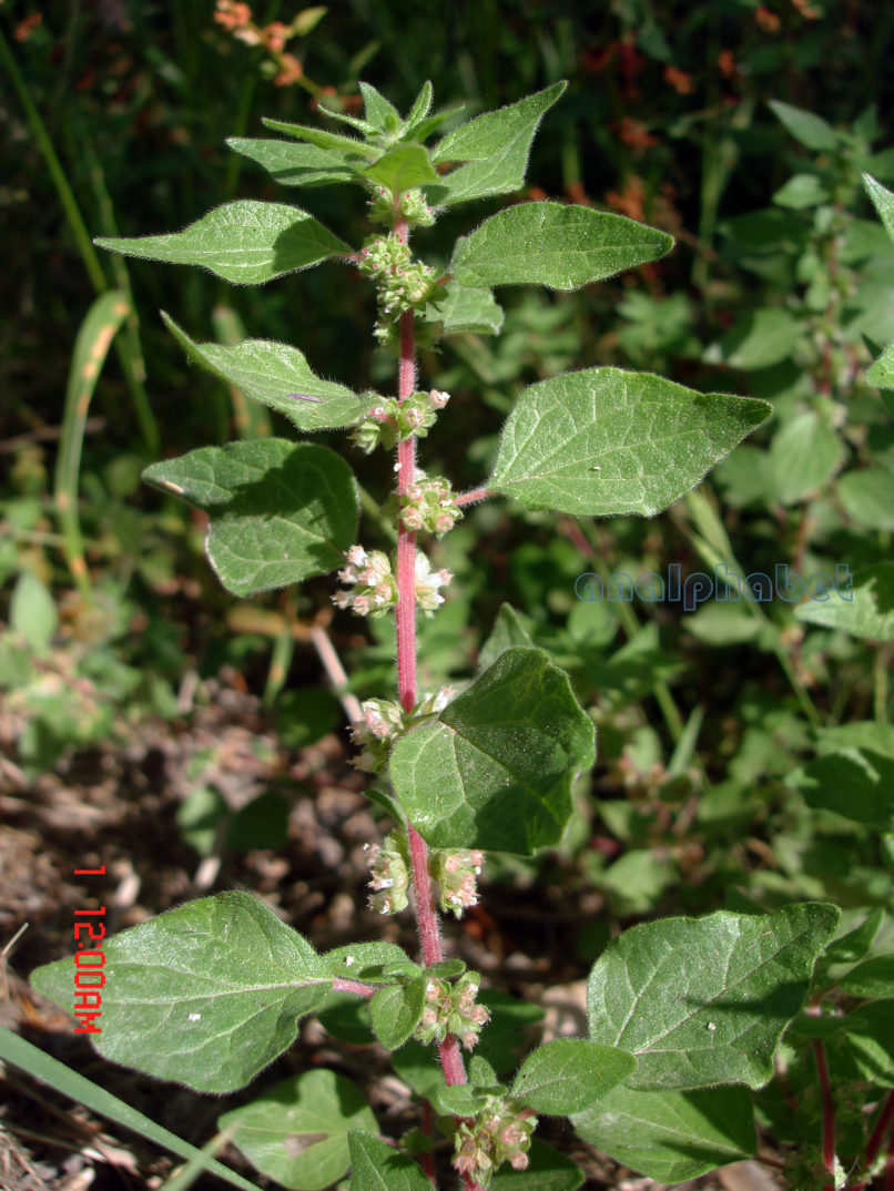 Parietaria judaica (L.) [P. diffusa, P. officinalis], ZAKYNTHOS-SARAKINADO-1