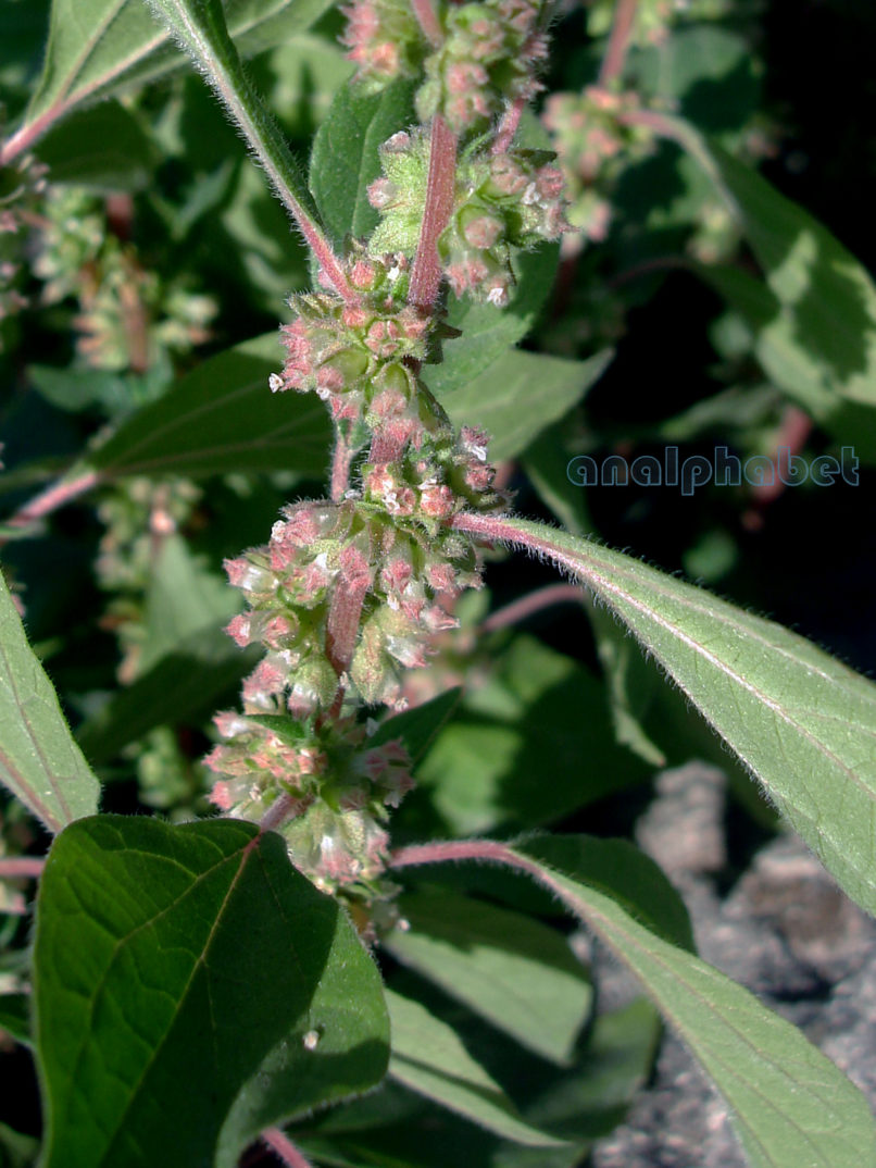 Parietaria judaica (L.) [P. diffusa, P. officinalis], ZAKYNTHOS-SARAKINADO-2