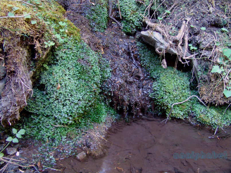 Pellia endiviifolia (Dicks.), PARNITHA-1