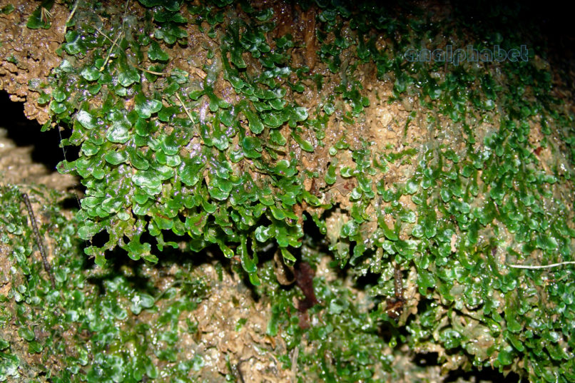 Pellia endiviifolia (Dicks.), PARNITHA-2