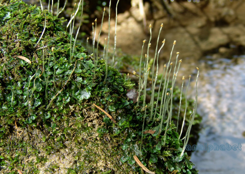 Pellia endiviifolia (Dicks.), PARNITHA-3