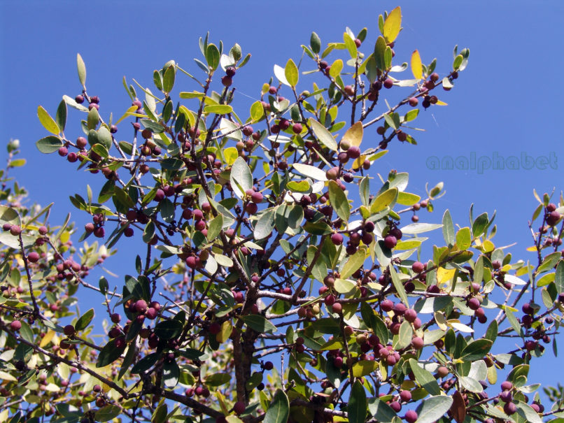 Philyrea latifolia (L.), PARNITHA-1