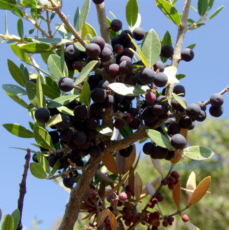 Philyrea latifolia (L.), PARNITHA-2