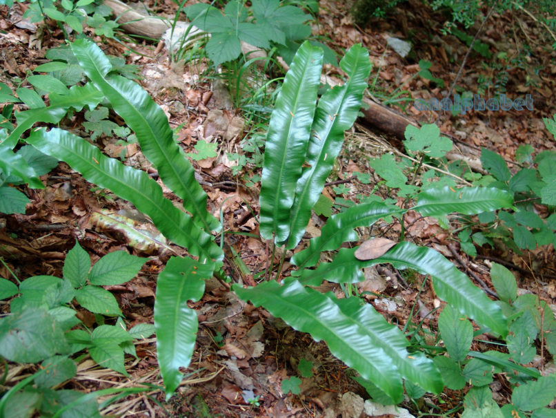 Asplenium scolopendrium (L.) ssp. scolopendrium [Phyllitis s. (L.)], OLYMPOS-1