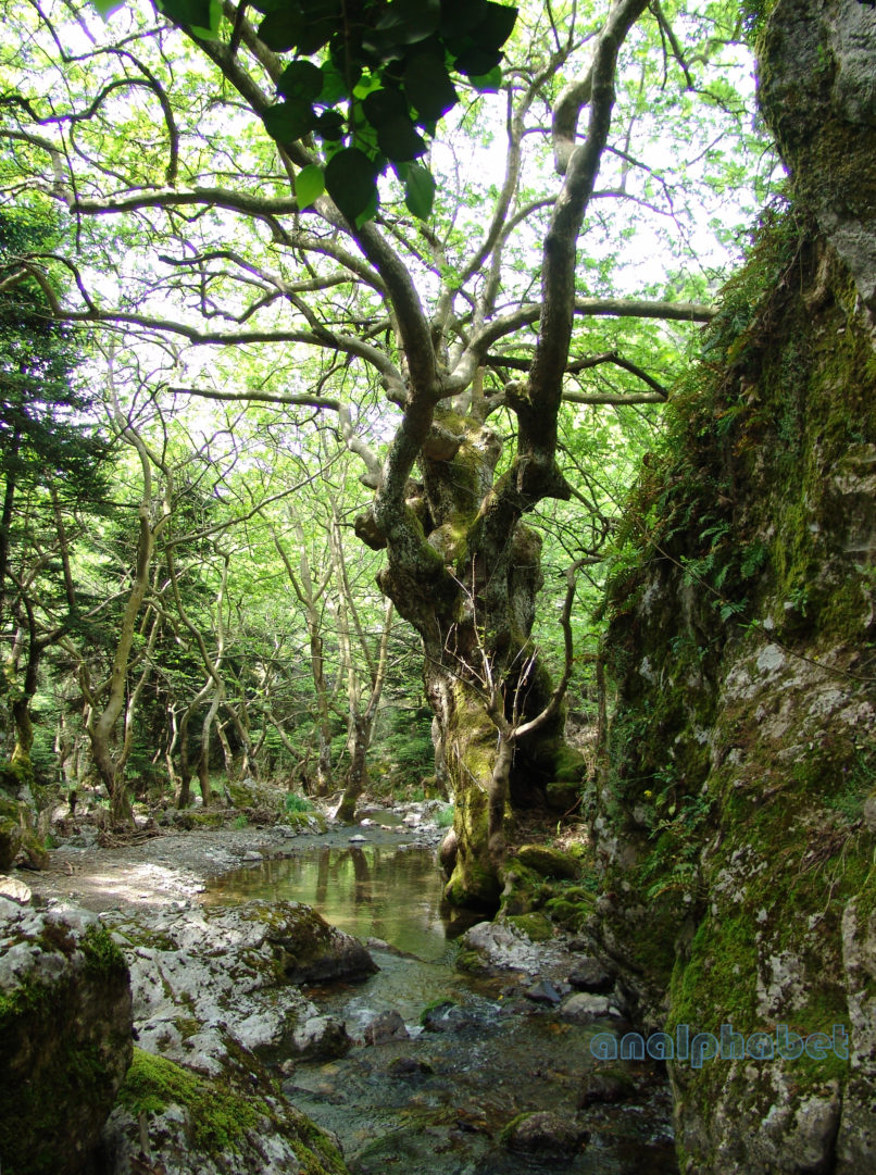 Platanus orientalis (L.), PARNITHA-1