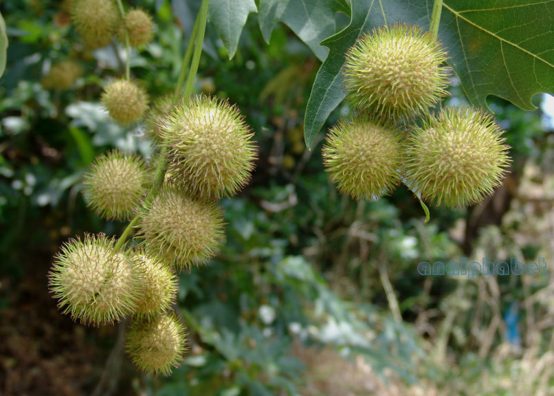 Platanus orientalis (L.), PARNITHA-2