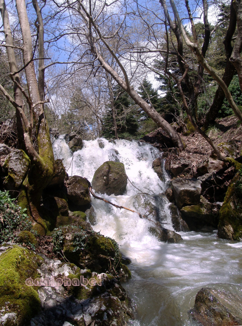 Platanus orientalis (L.), PARNITHA-3
