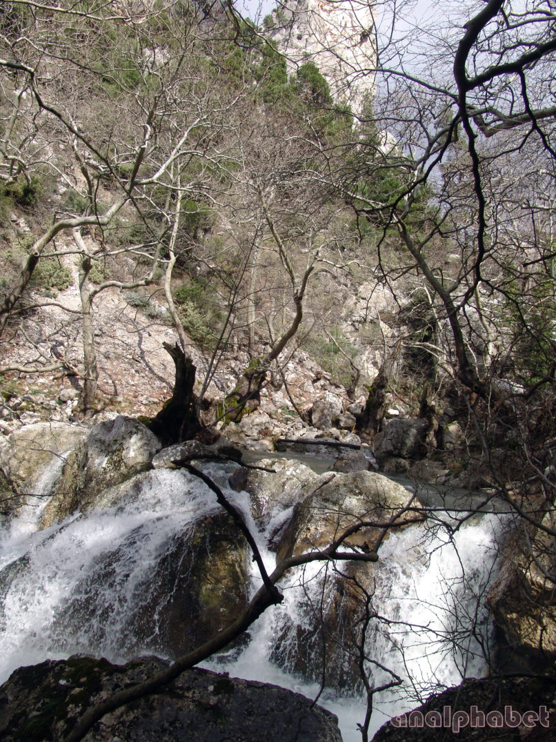 Platanus orientalis (L.), PARNITHA-4