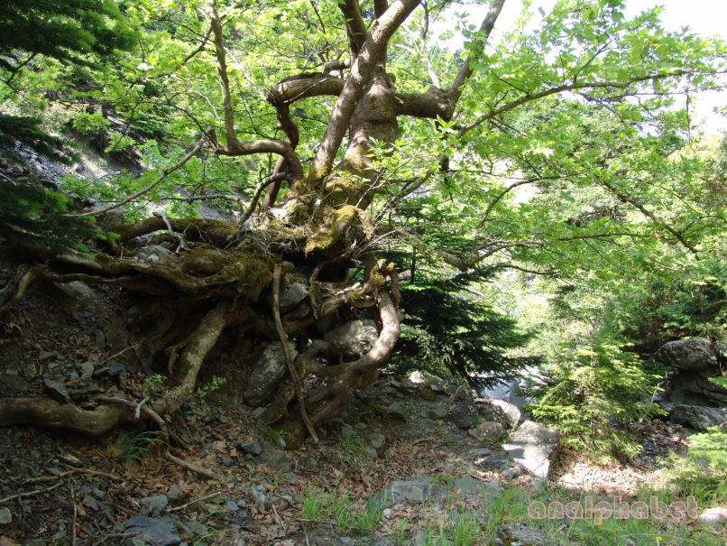 Platanus orientalis (L.), PARNITHA-5