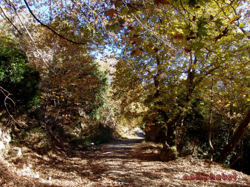 Platanus orientalis (L.), PARNITHA-6