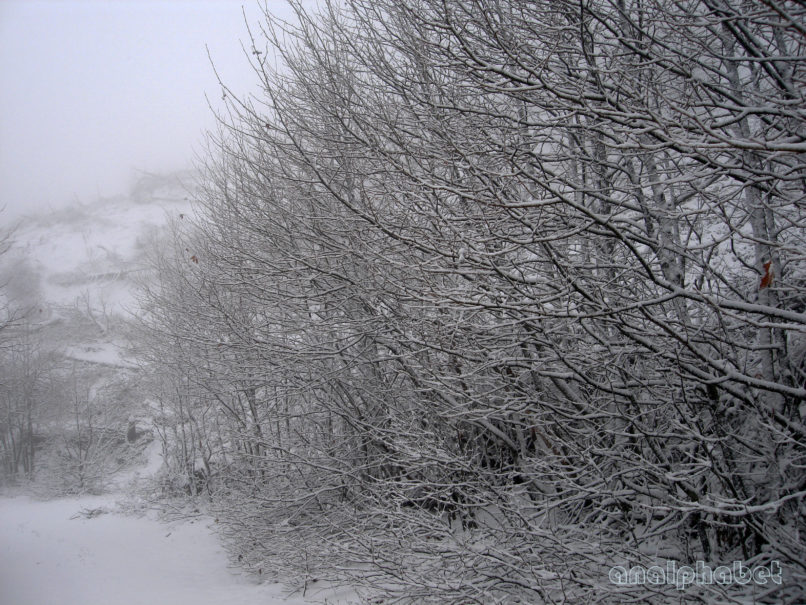 Platanus orientalis (L.), PARNITHA-7
