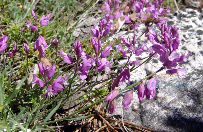 Polygala nicaeensis (Koch) OLYMPOS-1