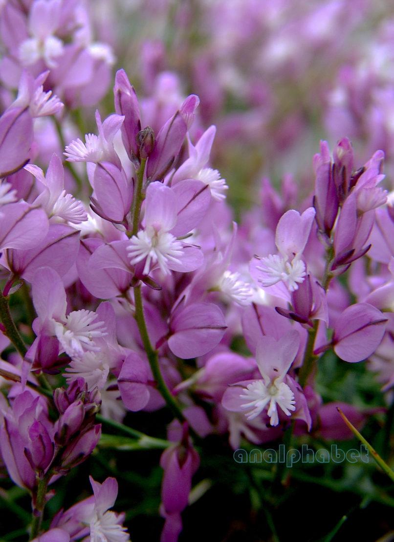 Polygala nicaeensis (Koch), PARNASSOS-1