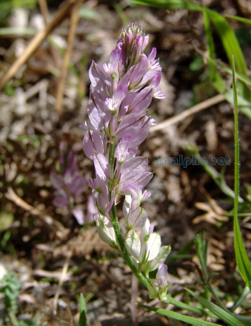 Polygala venulosa (Sm.), DIRFYS-XEROVOUNI-1