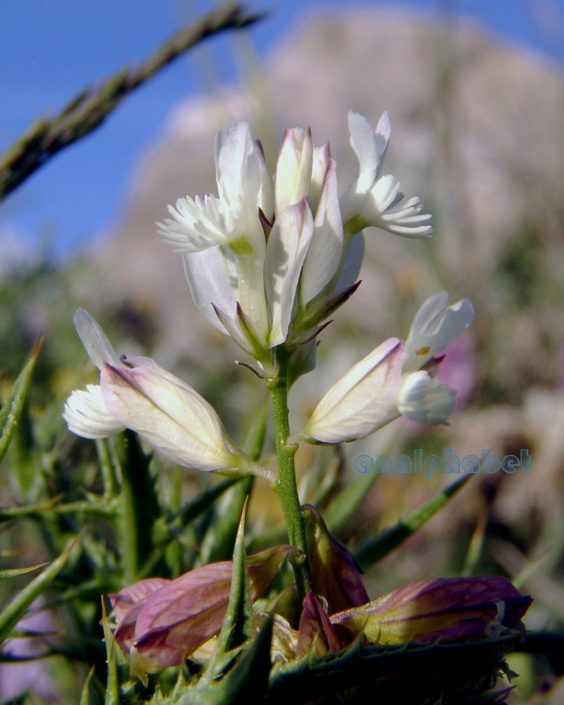 Polygala venulosa (Sm.), DIRFYS-XEROVOUNI-2