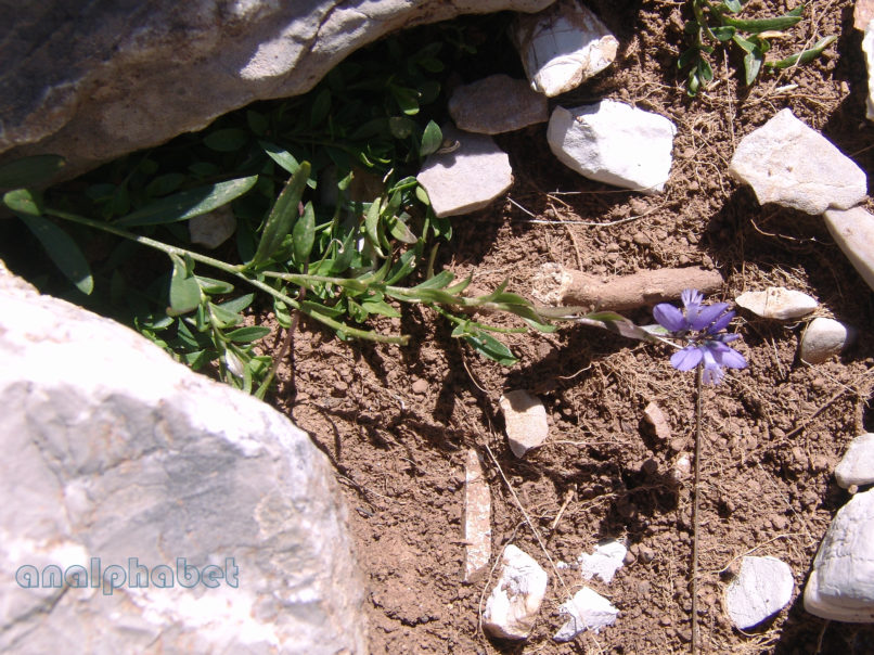 Polygalaceae 1 [?], ERYMANTHOS-1