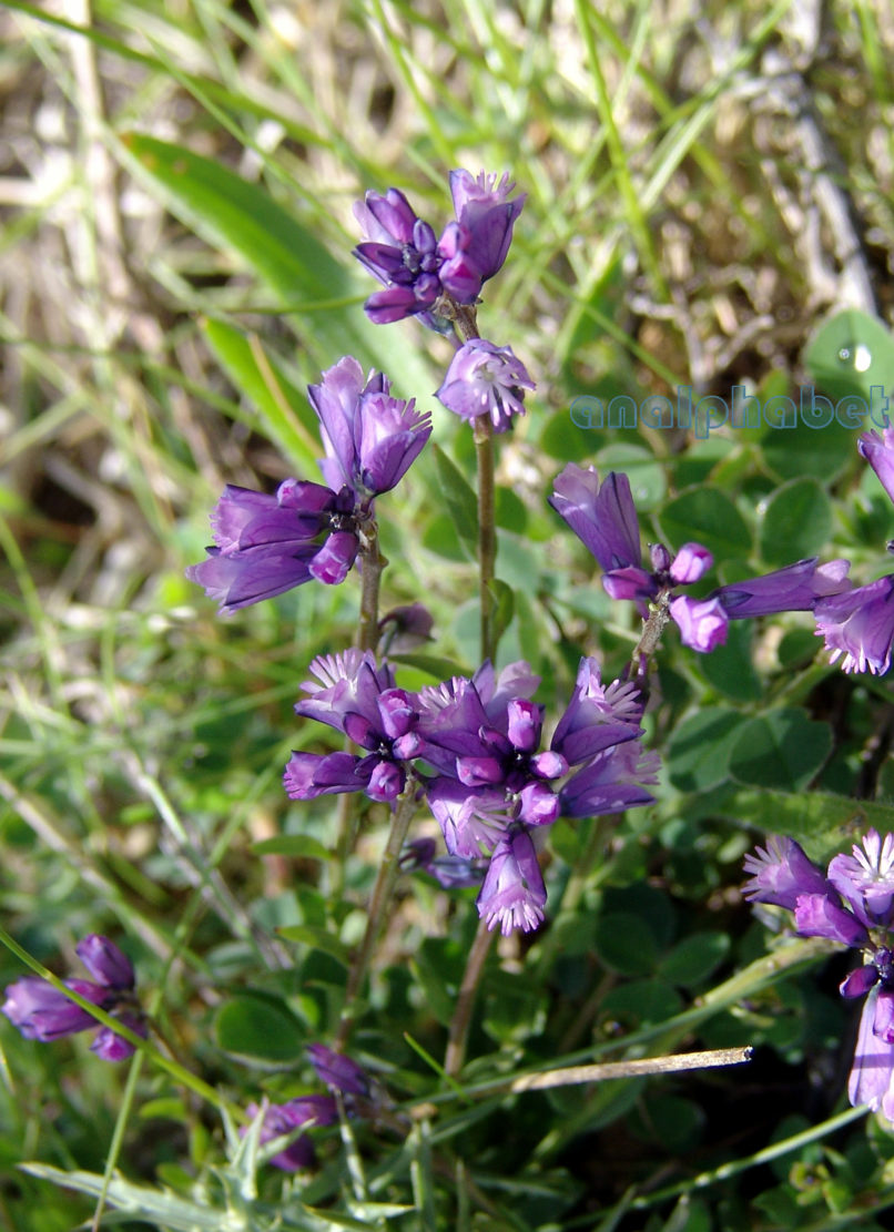 Polygalaceae 2 [?], OITI-1