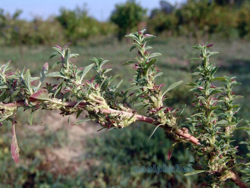 Polygonaceae 1 [?], ZAKYNTHOS-SARAKINADO-1