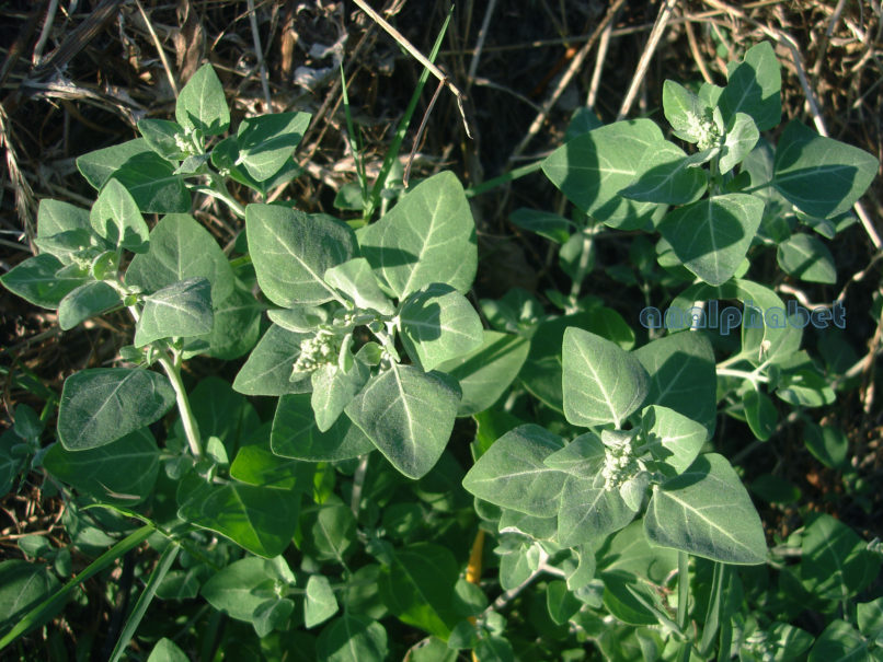 Polygonaceae 2 [?], ZAKYNTHOS-SARAKINADO-1