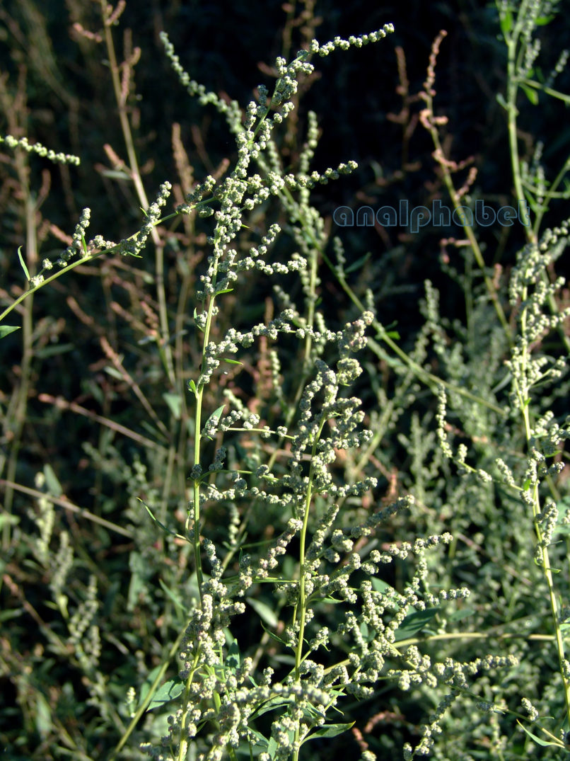 Polygonaceae 2 [?], ZAKYNTHOS-SARAKINADO-2