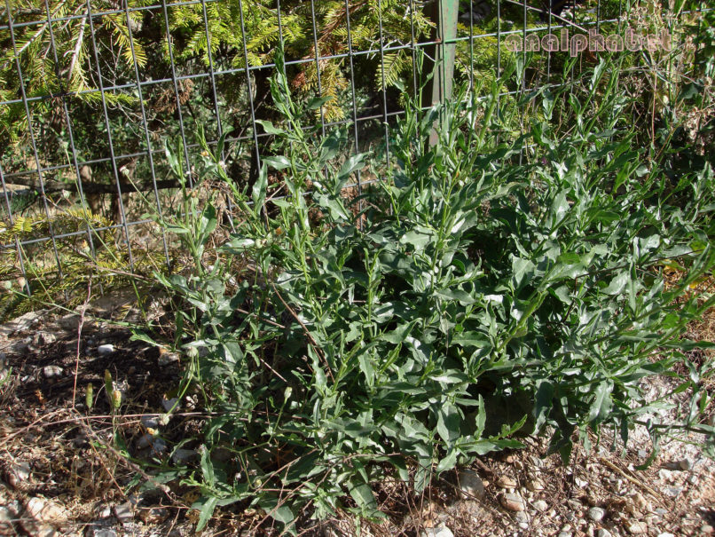 Polygonaceae 3 [?], MIKRI ZIRIA-1
