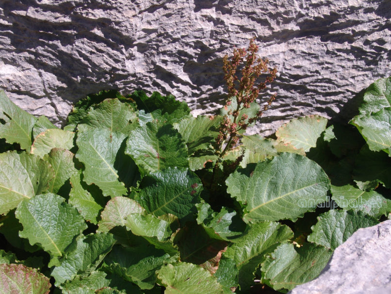 Polygonaceae 4 [?], ERYMANTHOS-1