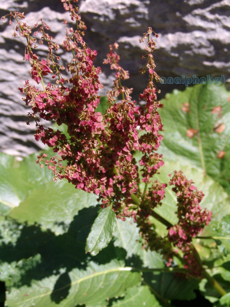 Polygonaceae 4 [?], ERYMANTHOS-2