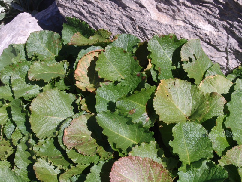 Polygonaceae 4 [?], ERYMANTHOS-3