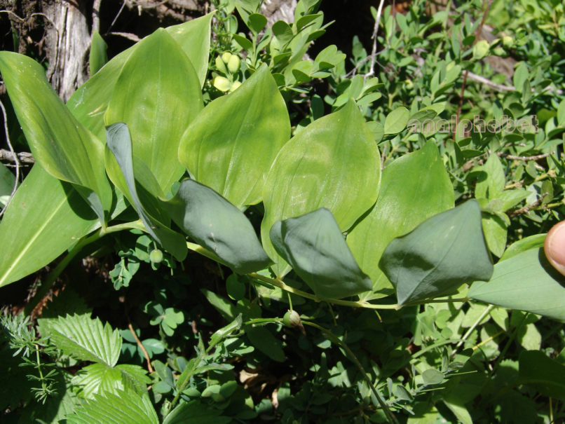 Polygonatum multiflorum (L.), OLYMPOS-1