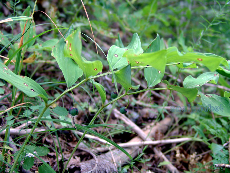 Polygonatum multiflorum (L.), TYMPHI-1