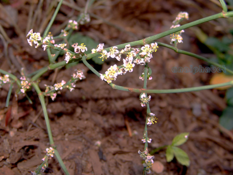 Polygonum aviculare (L.), OITI-1