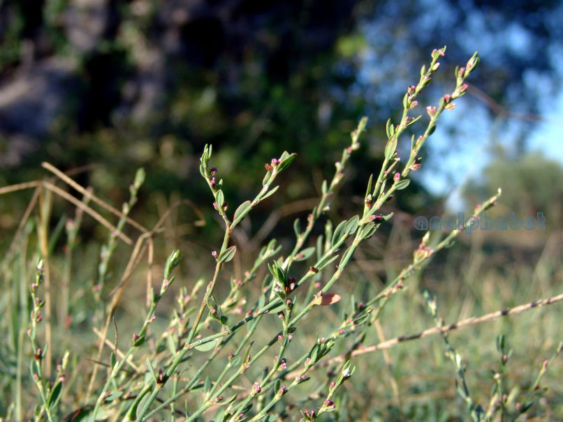 Polygonum aviculare (L.), ZAKYNTHOS-SARAKINADO-1