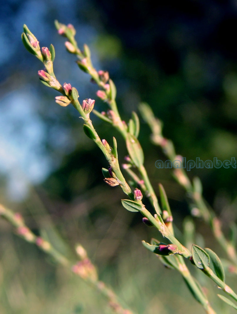 Polygonum aviculare (L.), ZAKYNTHOS-SARAKINADO-2