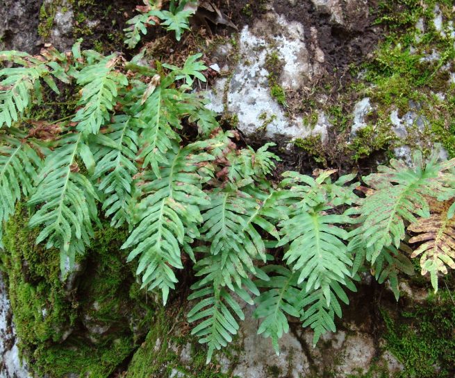 Polypodium vulgare (L.), PARNITHA-1