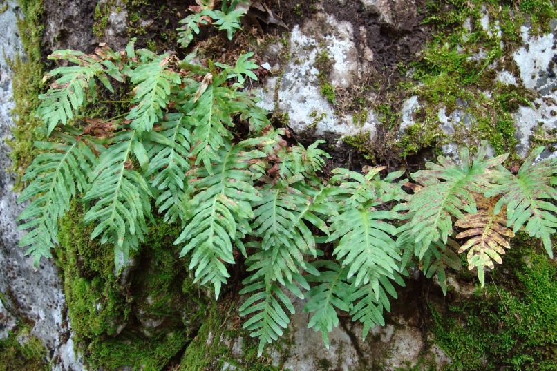 Polypodium vulgare (L.), PARNITHA-1