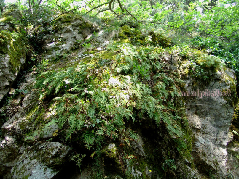 Polypodium vulgare (L.), PARNITHA-2