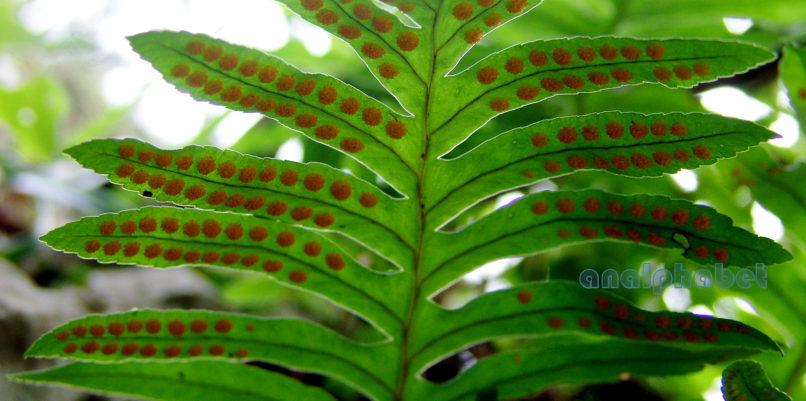Polypodium vulgare (L.), PARNITHA-3