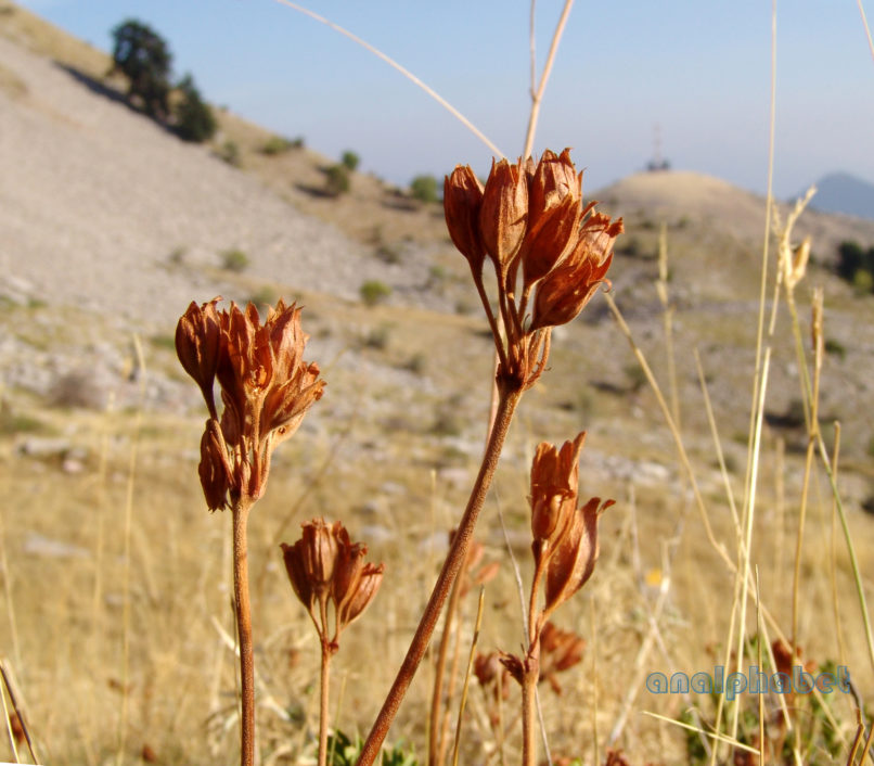 Primula veris (L.), KALIAKOUDA-1
